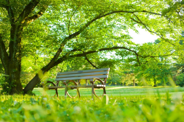 Best Parks Near USF park bench